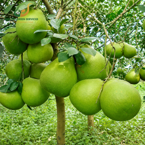 Bưởi Da Xanh