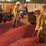 [Market News] Thắt chặt nguồn cung, giá cà phê xuất khẩu biến động