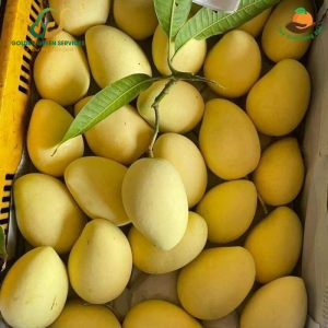 Xoài Cát Chu Vàng