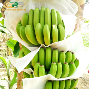 Chuối Cavendish