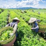 [Market News] Chè đứng top 5 thế giới, 2 tháng thu về gần 30 triệu USD