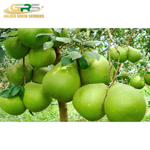 Green Skin Grapefruit
