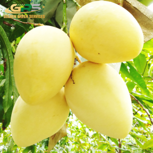Yellow Cat Chu Mango