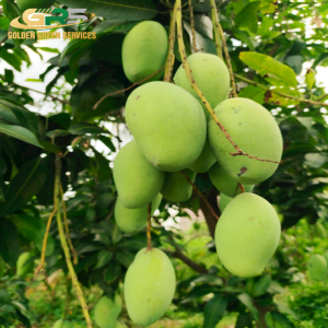 Green Kaew Mango