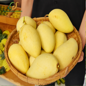 Yellow Cat Chu Mango
