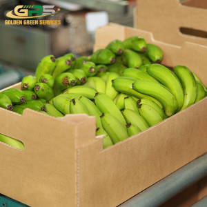 Cavendish bananas