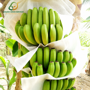 Cavendish bananas