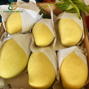 Xoài Keo Vàng