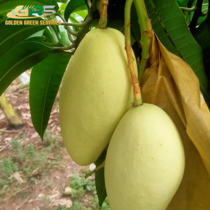 Yellow Elephant Mango
