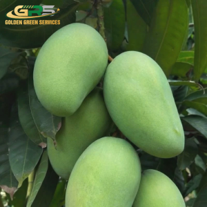 Green Elephant Mango