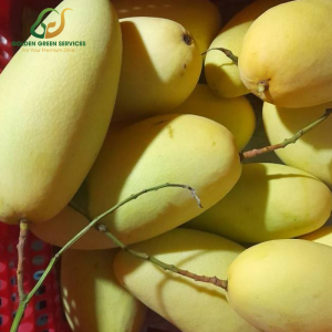 Yellow Elephant Mango