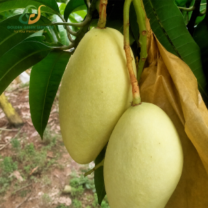 Yellow Elephant Mango