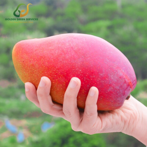 Xoài Đài Loan Đỏ