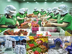 Vietnam’s Agricultural Exports Shift from “Quantity” to “Quality” to Strengthen Competitiveness in 2026