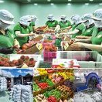 베트남 농산물 수출, 2026년 경쟁력 강화를 위해 ‘양’에서 ‘질’로 전환